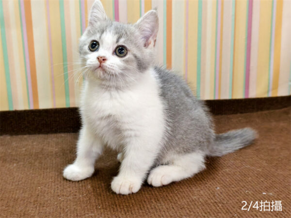 114年12月出生：《立耳英國短毛公貓》 (已售)