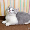 114年12月出生：《立耳英國短毛公貓》 (已售)