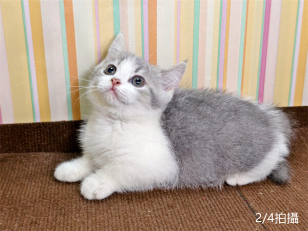 114年12月出生：《立耳英國短毛公貓》 (已售)