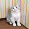 114年12月出生：《立耳英國短毛公貓》 (已售)