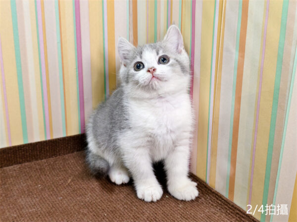 114年12月出生：《立耳英國短毛公貓》 (已售)