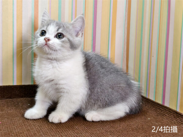 114年12月出生：《立耳英國短毛公貓》 (已售)