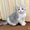 114年12月出生：《立耳英國短毛公貓》 (已售)
