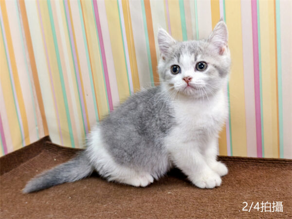 114年12月出生：《立耳英國短毛公貓》 (已售)