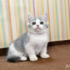 114年12月出生：《立耳英國短毛公貓》 (已售)