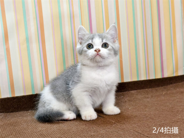 114年12月出生：《立耳英國短毛公貓》 (已售)