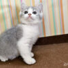 114年12月出生：《立耳英國短毛公貓》 (已售)