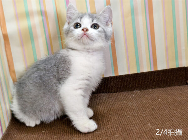 114年12月出生：《立耳英國短毛公貓》 (已售)