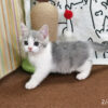 114年12月出生：《立耳英國短毛公貓》 (已售)