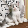 114年12月出生：《立耳英國短毛公貓》 (已售)