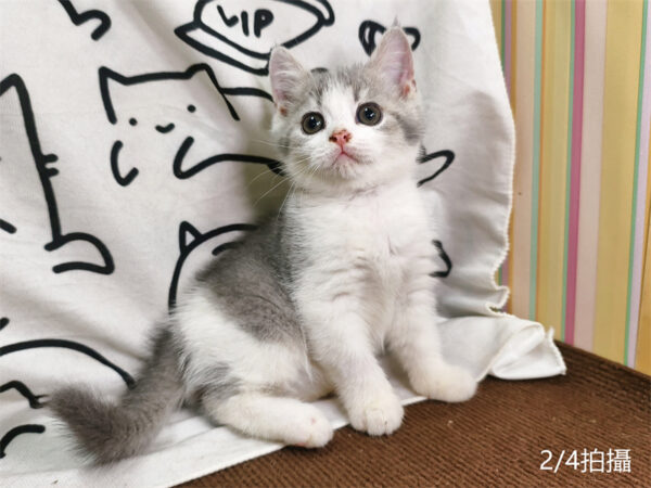114年12月出生：《立耳英國短毛公貓》 (已售)