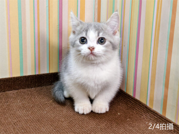 114年12月出生：《立耳英國短毛公貓》 (已售)