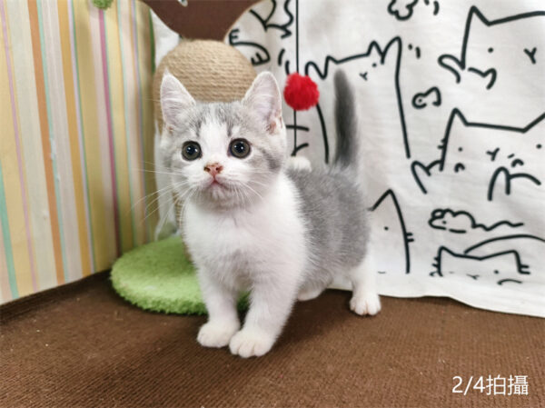 114年12月出生：《立耳英國短毛公貓》 (已售)