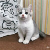 114年12月出生：《立耳英國短毛公貓》 (已售)