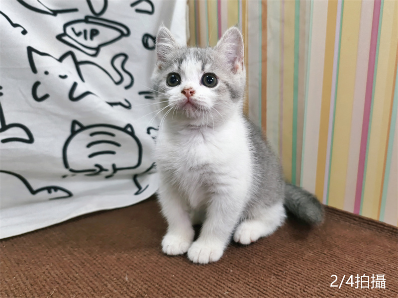 114年12月出生：《立耳英國短毛公貓》 (已售)