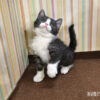 114年12月出生：《立耳英國短毛公貓》 (已售)