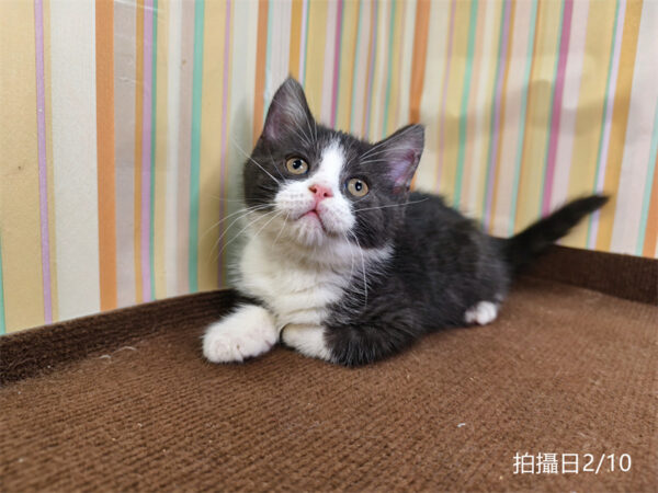 114年12月出生：《立耳英國短毛公貓》 (已售)