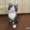 114年12月出生：《立耳英國短毛公貓》 (已售)