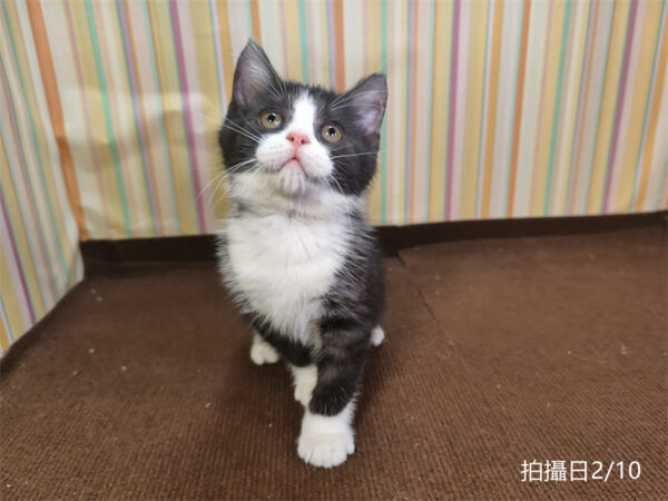 114年12月出生：《立耳英國短毛公貓》 (已售)