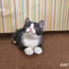 114年12月出生：《立耳英國短毛公貓》 (已售)