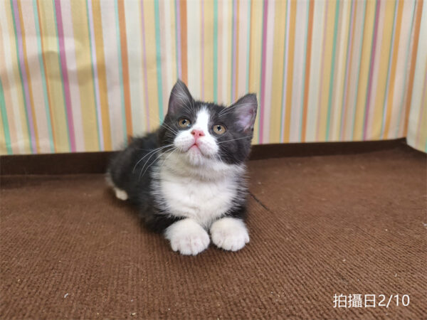 114年12月出生：《立耳英國短毛公貓》 (已售)