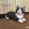 114年12月出生：《立耳英國短毛公貓》 (已售)