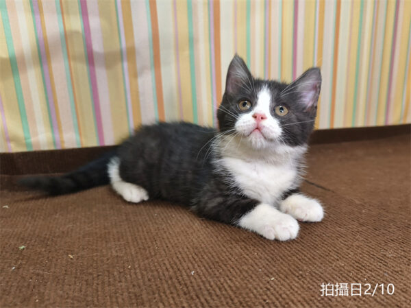 114年12月出生：《立耳英國短毛公貓》 (已售)