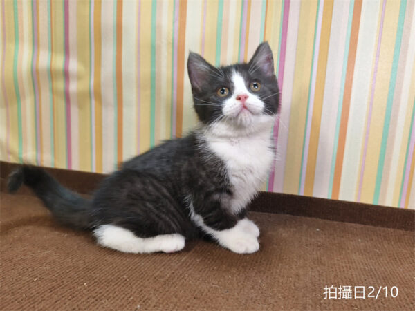 114年12月出生：《立耳英國短毛公貓》 (已售)