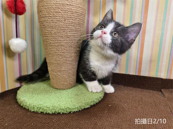 114年12月出生：《立耳英國短毛公貓》 (已售)