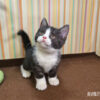 114年12月出生：《立耳英國短毛公貓》 (已售)