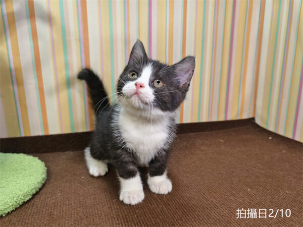 114年12月出生：《立耳英國短毛公貓》 (已售)