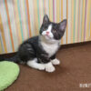 114年12月出生：《立耳英國短毛公貓》 (已售)