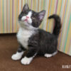 114年12月出生：《立耳英國短毛公貓》 (已售)