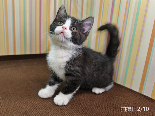 114年12月出生：《立耳英國短毛公貓》 (已售)
