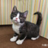 114年12月出生：《立耳英國短毛公貓》 (已售)