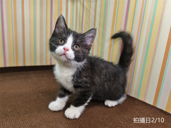 114年12月出生：《立耳英國短毛公貓》 (已售)