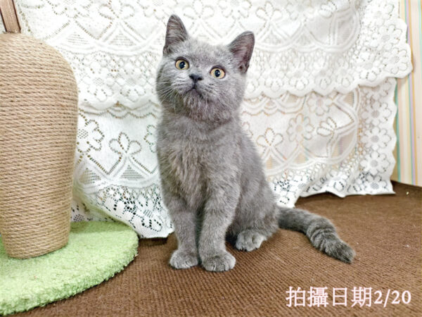 114年11月出生：《立耳英國短毛公貓》 (藍色)