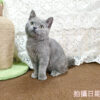 114年11月出生：《立耳英國短毛公貓》 (藍色)