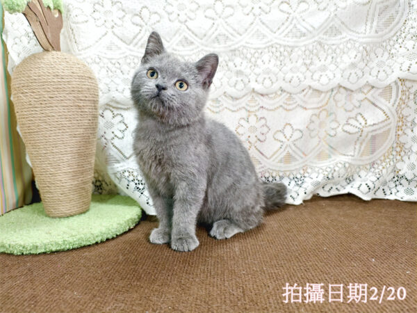 114年11月出生：《立耳英國短毛公貓》 (藍色)