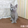114年11月出生：《立耳英國短毛公貓》 (藍色)