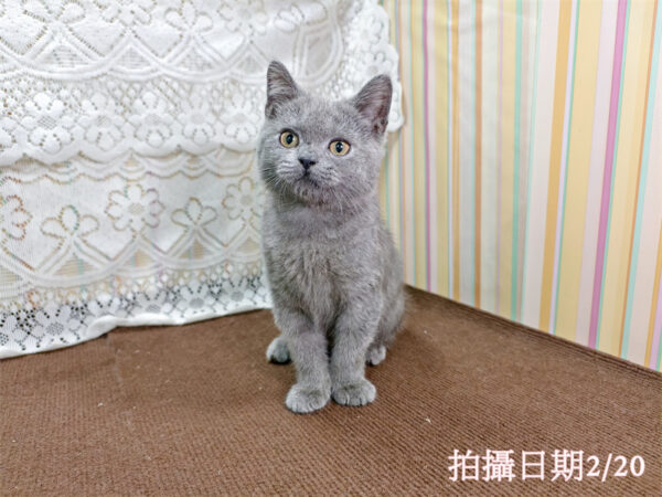 114年11月出生：《立耳英國短毛公貓》 (藍色)