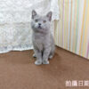 114年11月出生：《立耳英國短毛公貓》 (藍色)
