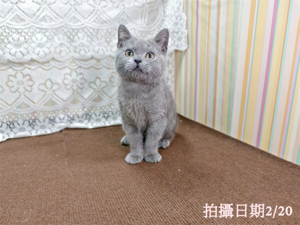 114年11月出生：《立耳英國短毛公貓》 (藍色)