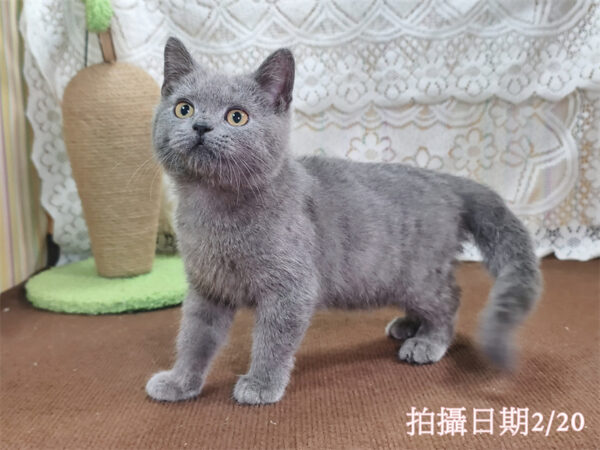 114年11月出生：《立耳英國短毛公貓》 (藍色)