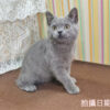 114年11月出生：《立耳英國短毛公貓》 (藍色)