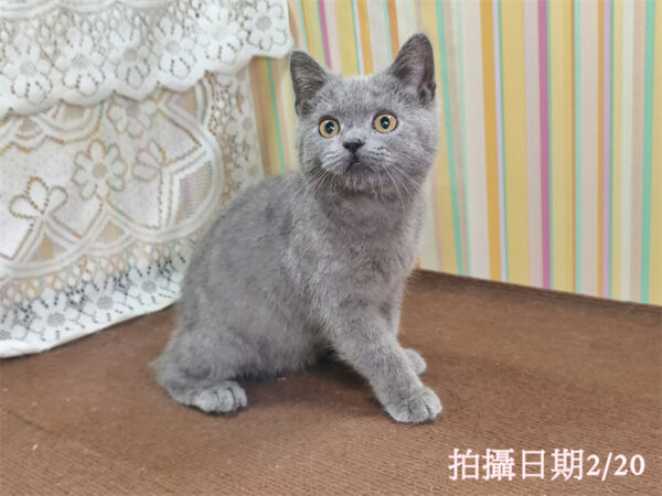 114年11月出生：《立耳英國短毛公貓》 (藍色)