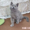 114年11月出生：《立耳英國短毛公貓》 (藍色)