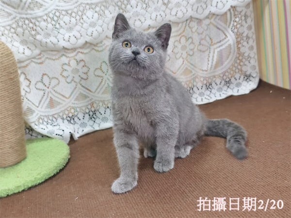 114年11月出生：《立耳英國短毛公貓》 (藍色)