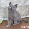 114年11月出生：《立耳英國短毛公貓》 (藍色)