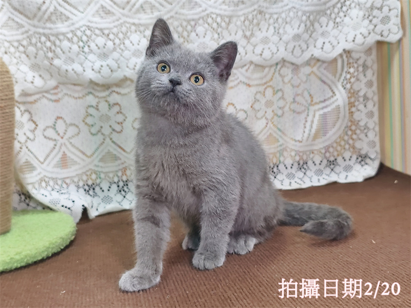 114年11月出生：《立耳英國短毛公貓》 (藍色)